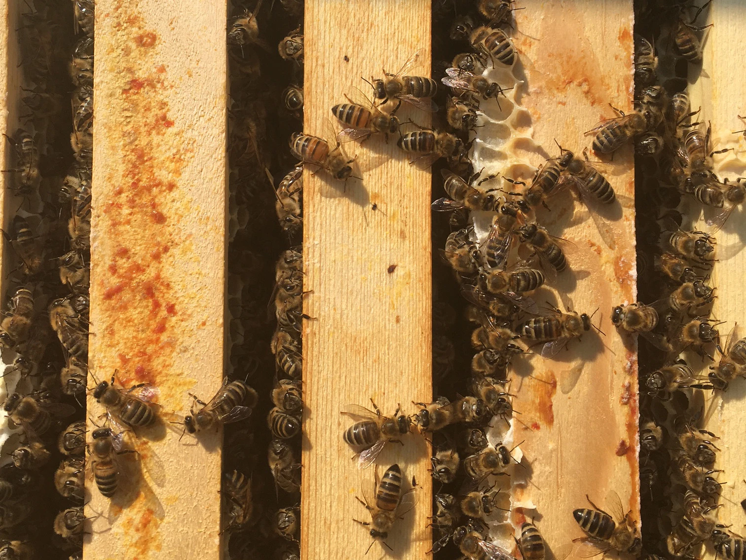Allianz settles over 200,000 bees at Medienfabrik in Munich